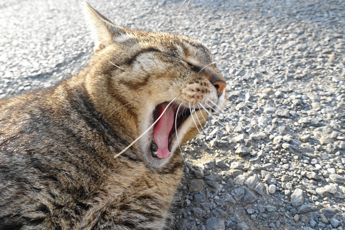 f:id:shigeo-t:20190515093344j:plain f:id:shigeo-t:20190515093344j:plain