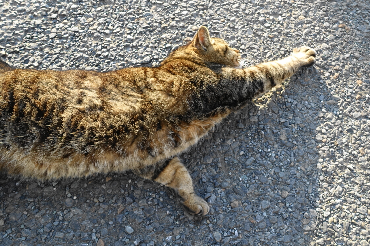 f:id:shigeo-t:20190515093406j:plain f:id:shigeo-t:20190515093406j:plain