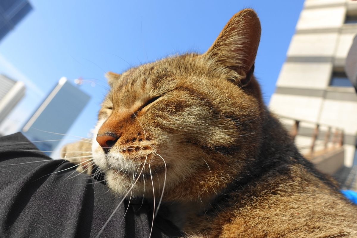 f:id:shigeo-t:20190515093449j:plain f:id:shigeo-t:20190515093449j:plain