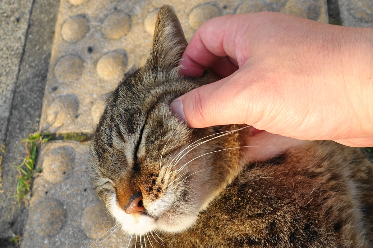 f:id:shigeo-t:20190515094816j:plain f:id:shigeo-t:20190515094816j:plain