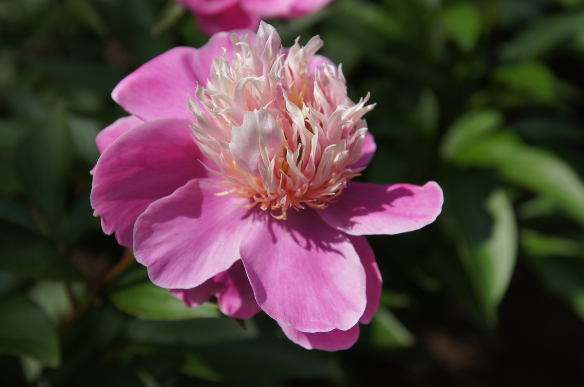 f:id:shigeo-t:20190516123114j:plain