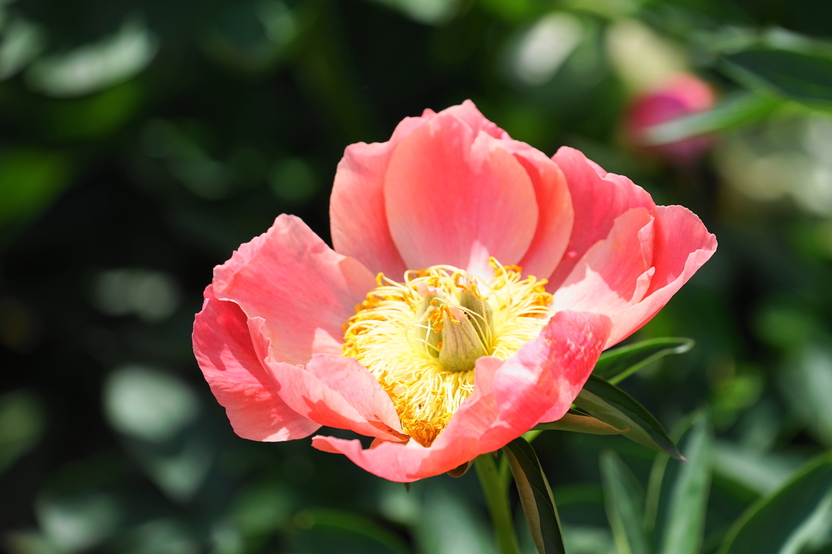 f:id:shigeo-t:20190516123233j:plain