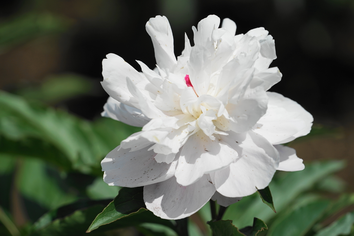 f:id:shigeo-t:20190516123257j:plain