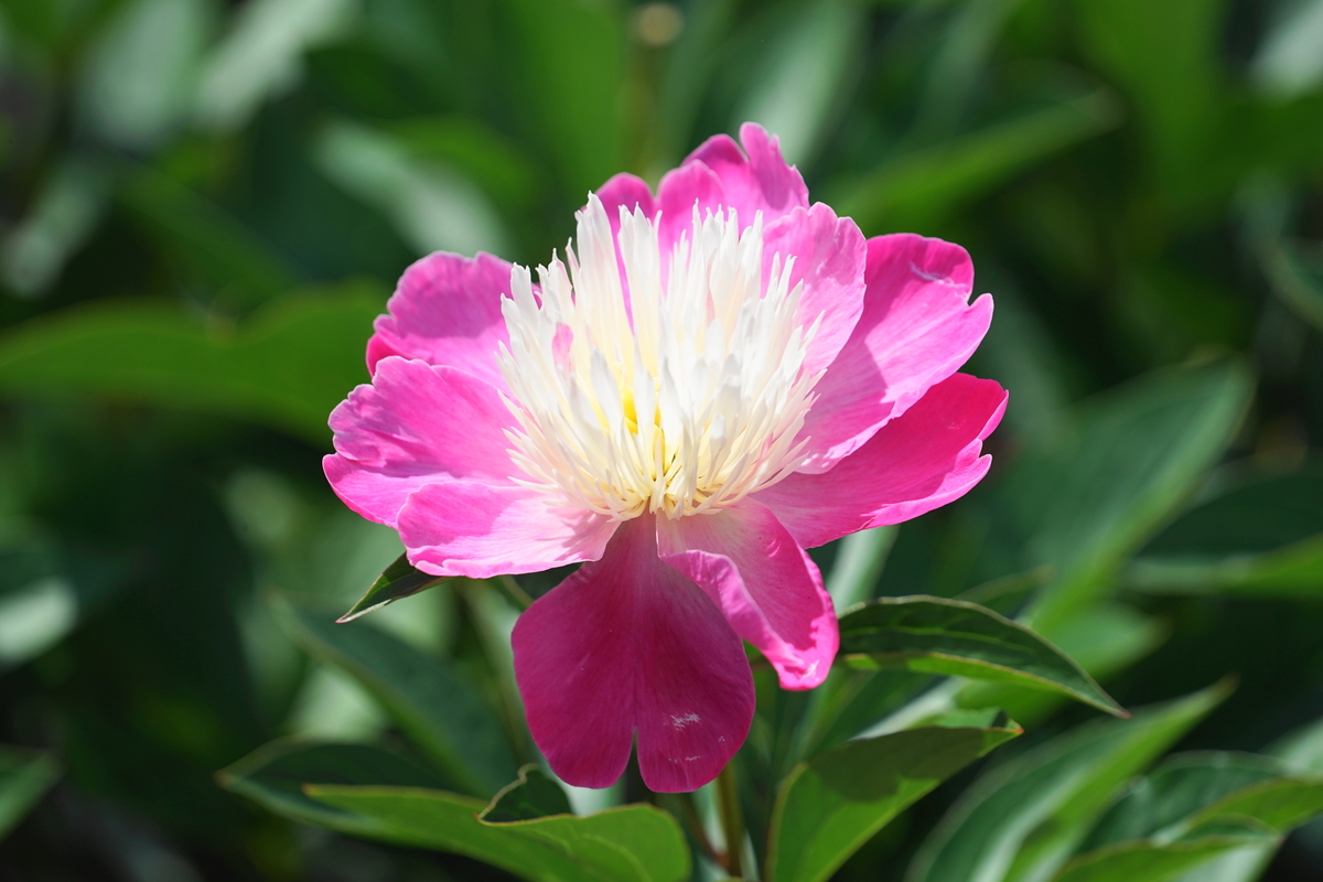 f:id:shigeo-t:20190516123334j:plain