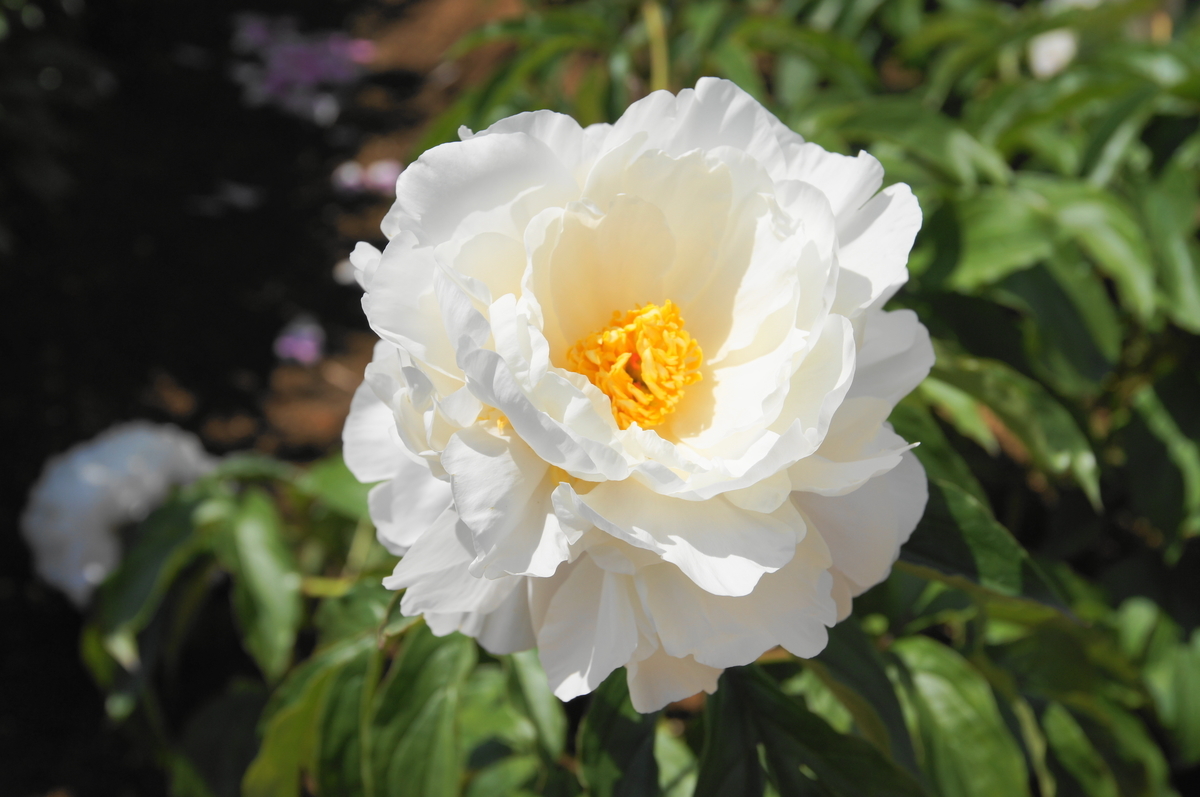 f:id:shigeo-t:20190516123426j:plain