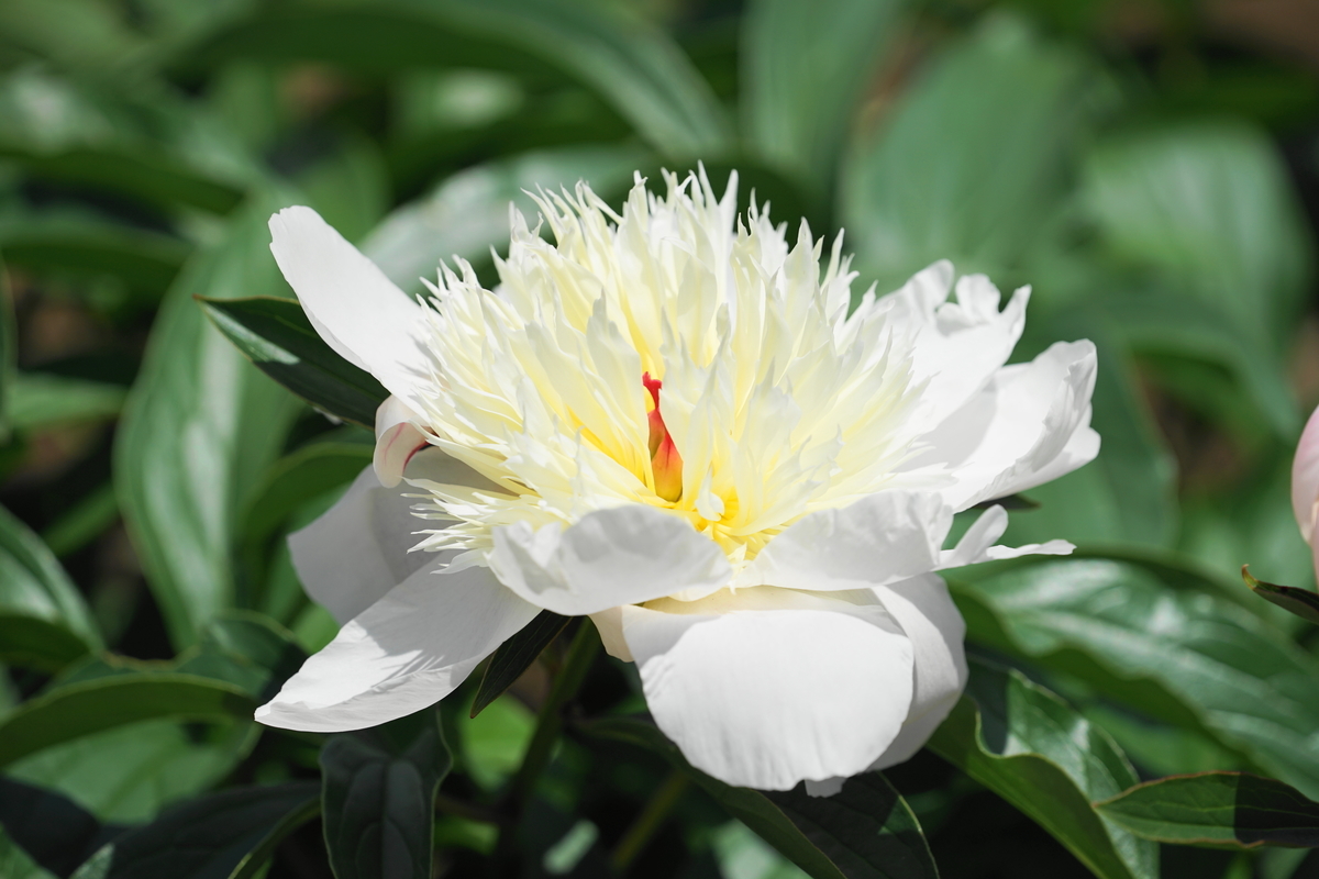 f:id:shigeo-t:20190516123609j:plain