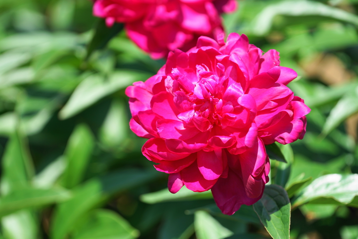 f:id:shigeo-t:20190516123633j:plain