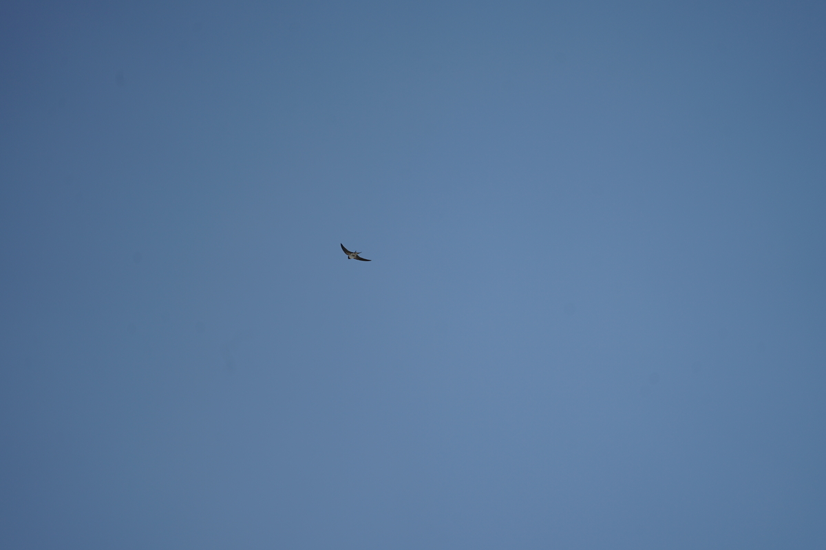 f:id:shigeo-t:20190516124704j:plain