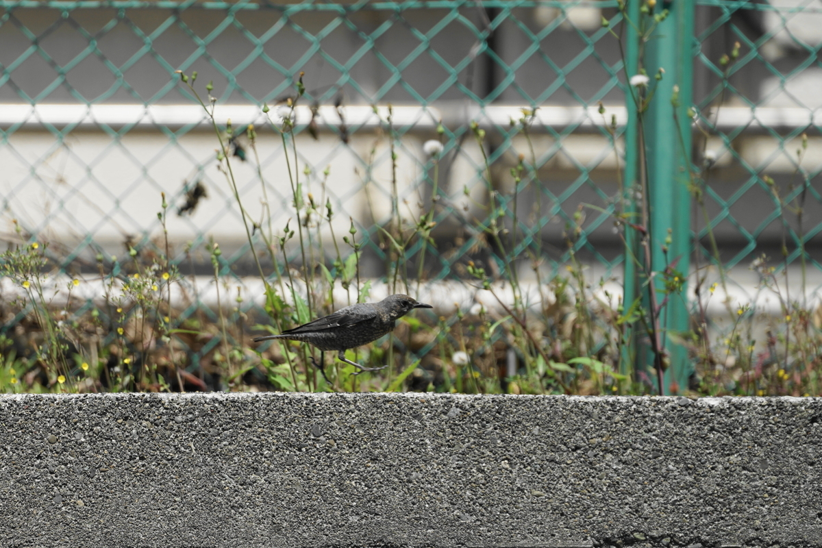 f:id:shigeo-t:20190516124749j:plain