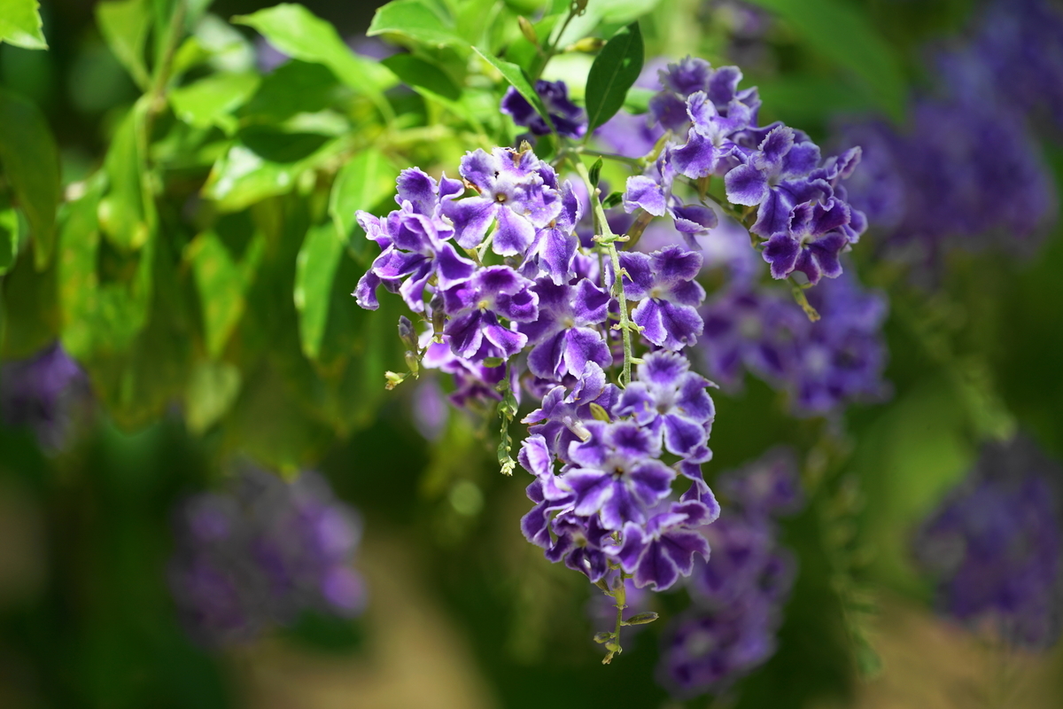 f:id:shigeo-t:20190516124927j:plain