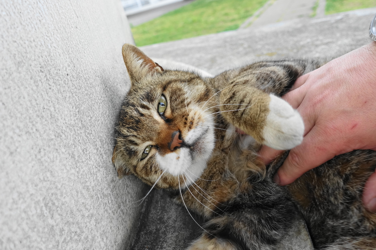 f:id:shigeo-t:20190519105420j:plain f:id:shigeo-t:20190519105420j:plain