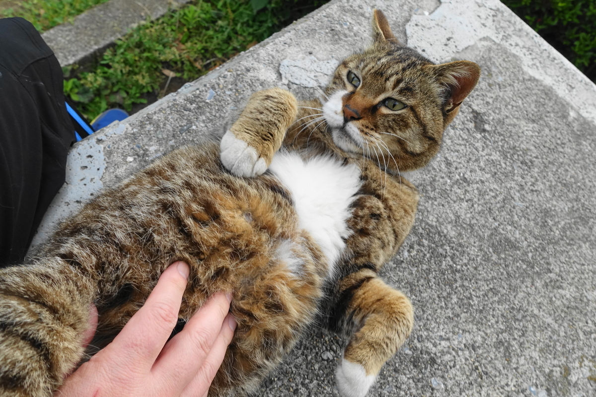 f:id:shigeo-t:20190519105729j:plain f:id:shigeo-t:20190519105729j:plain