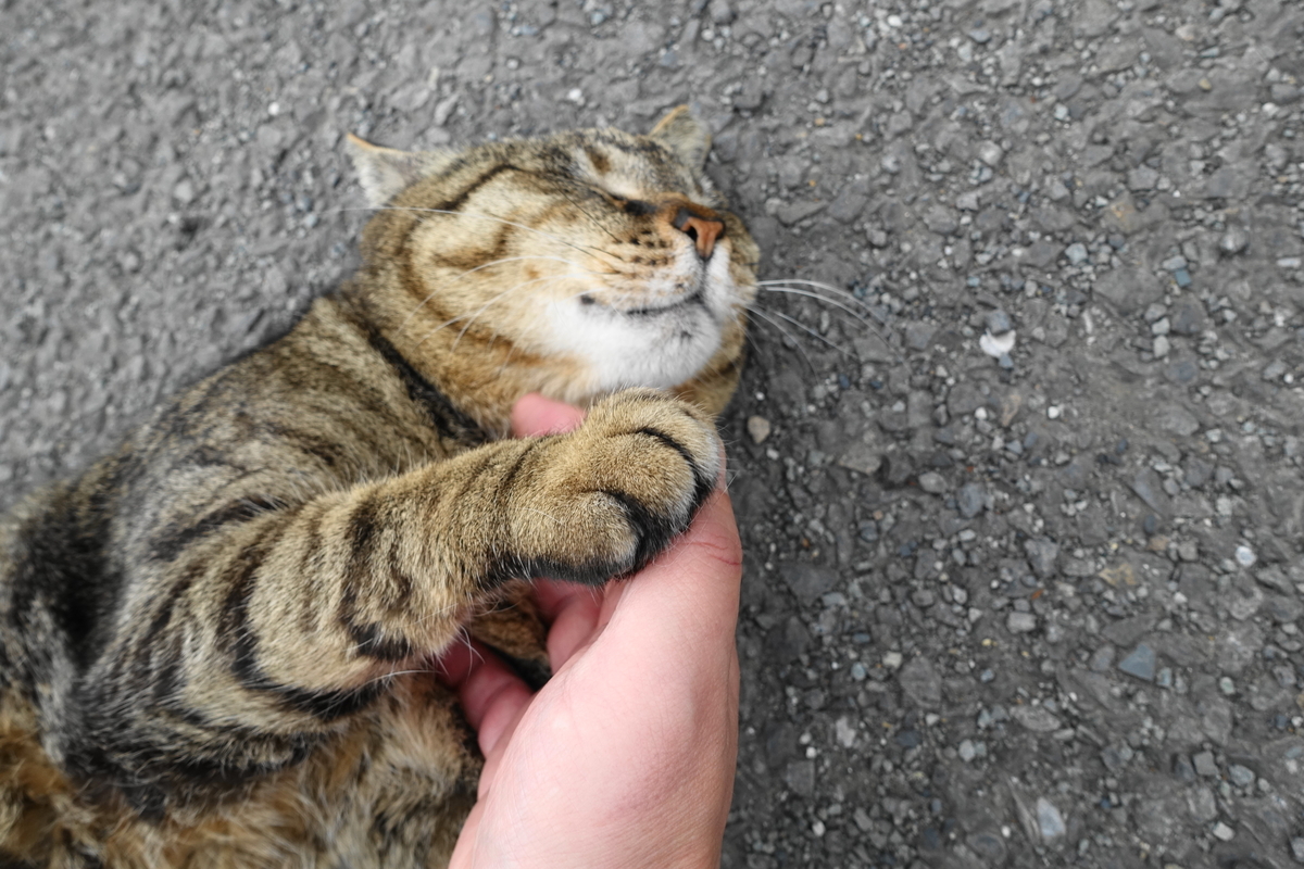 f:id:shigeo-t:20190519110349j:plain f:id:shigeo-t:20190519110349j:plain