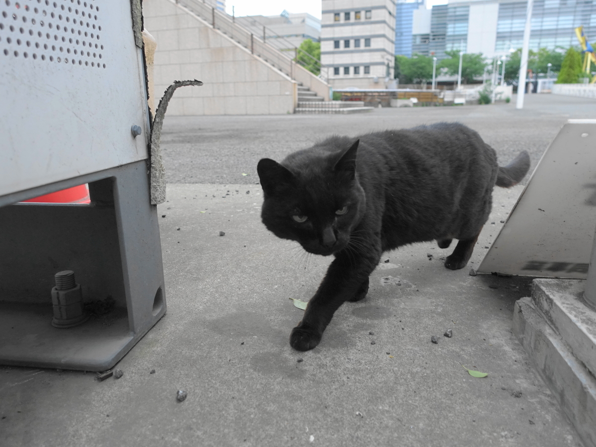 f:id:shigeo-t:20190519110931j:plain f:id:shigeo-t:20190519110931j:plain