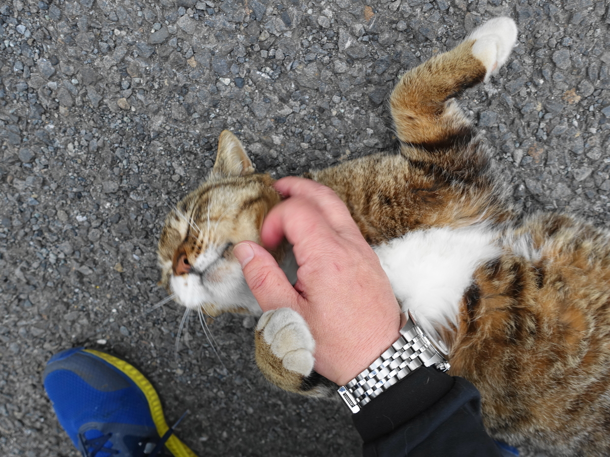 f:id:shigeo-t:20190519111114j:plain f:id:shigeo-t:20190519111114j:plain