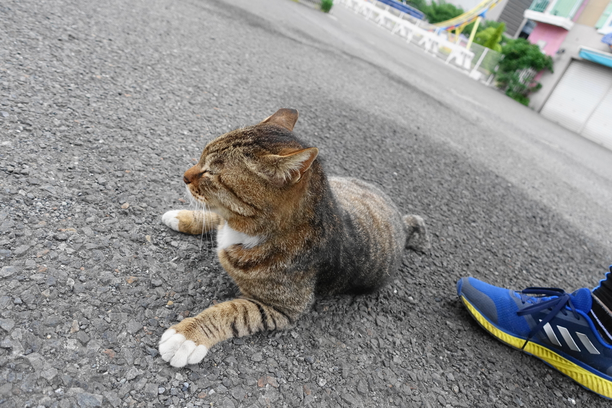 f:id:shigeo-t:20190519111714j:plain f:id:shigeo-t:20190519111714j:plain