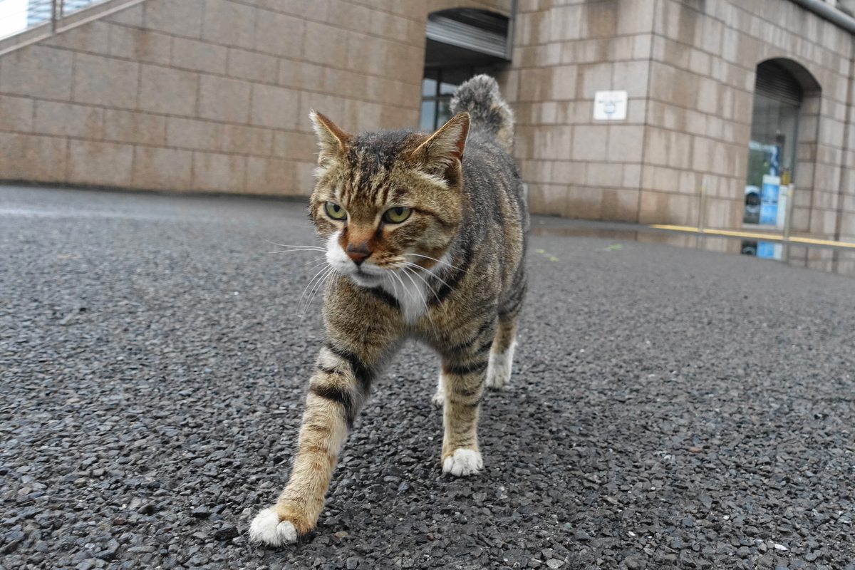 f:id:shigeo-t:20190519112108j:plain f:id:shigeo-t:20190519112108j:plain