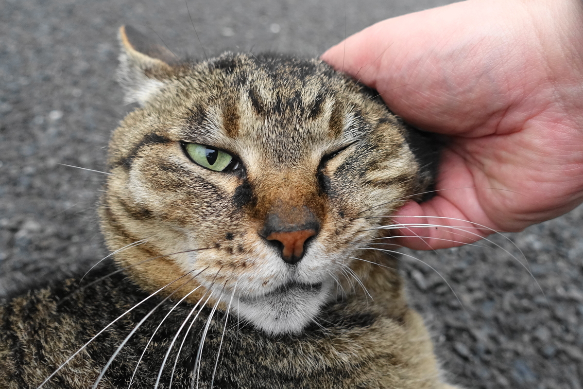 f:id:shigeo-t:20190519112316j:plain f:id:shigeo-t:20190519112316j:plain