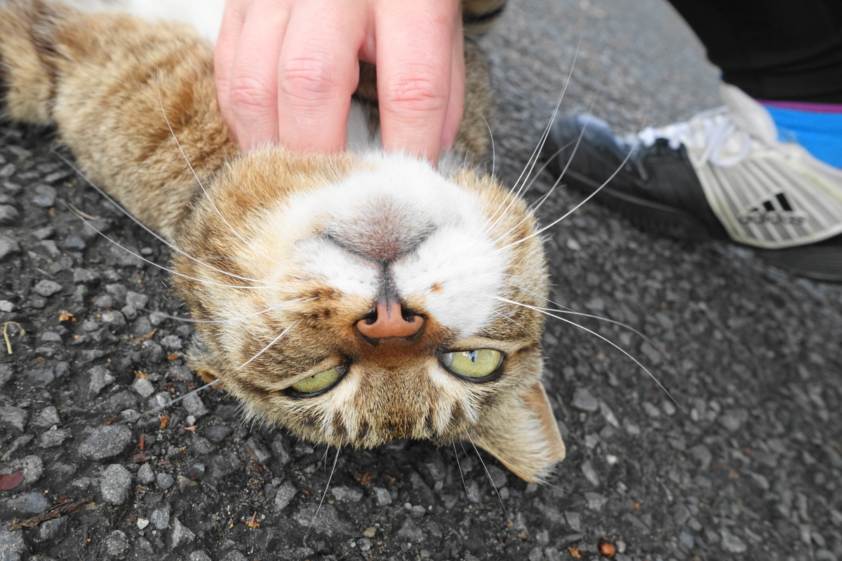 f:id:shigeo-t:20190519113009j:plain f:id:shigeo-t:20190519113009j:plain