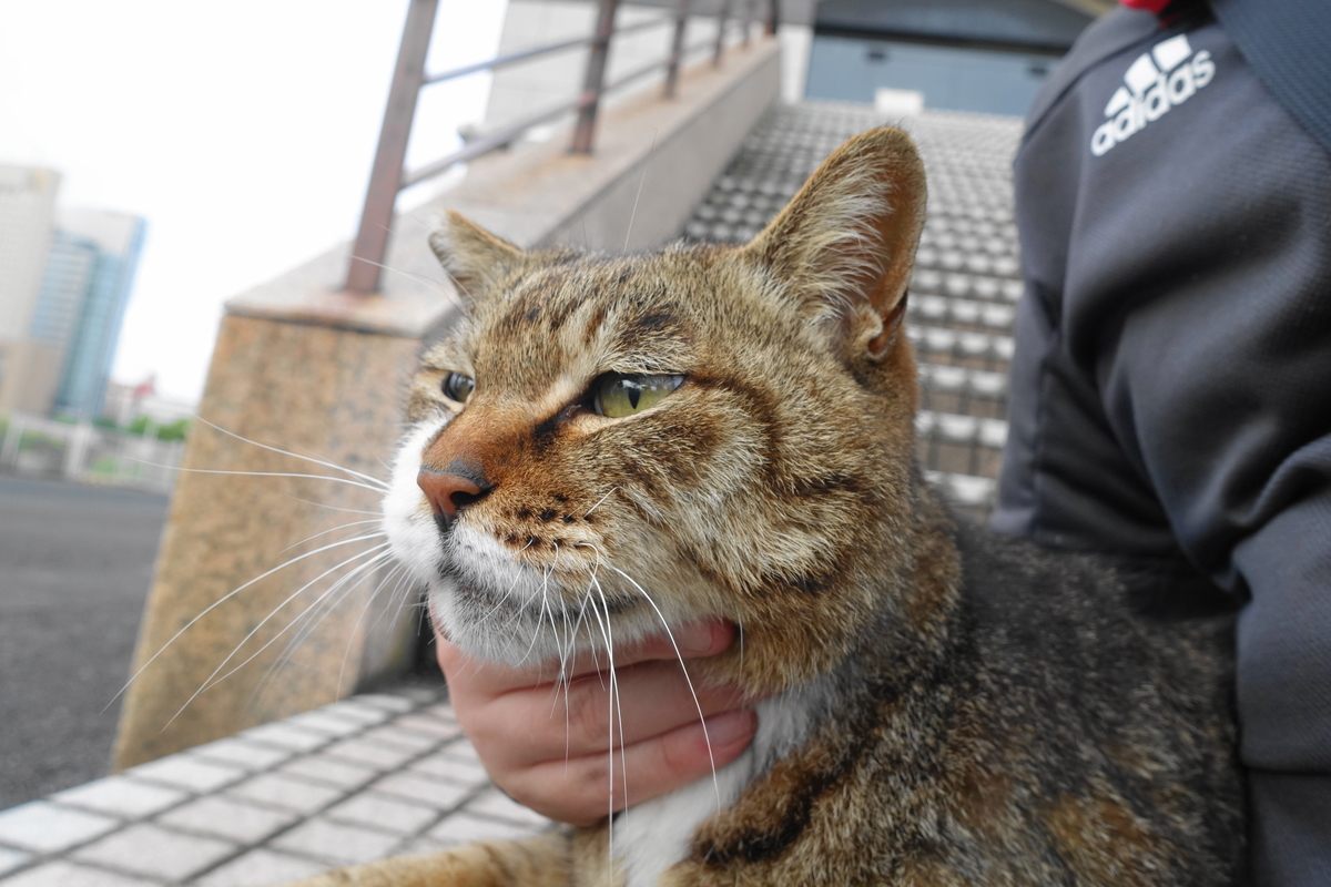 f:id:shigeo-t:20190519113107j:plain f:id:shigeo-t:20190519113107j:plain