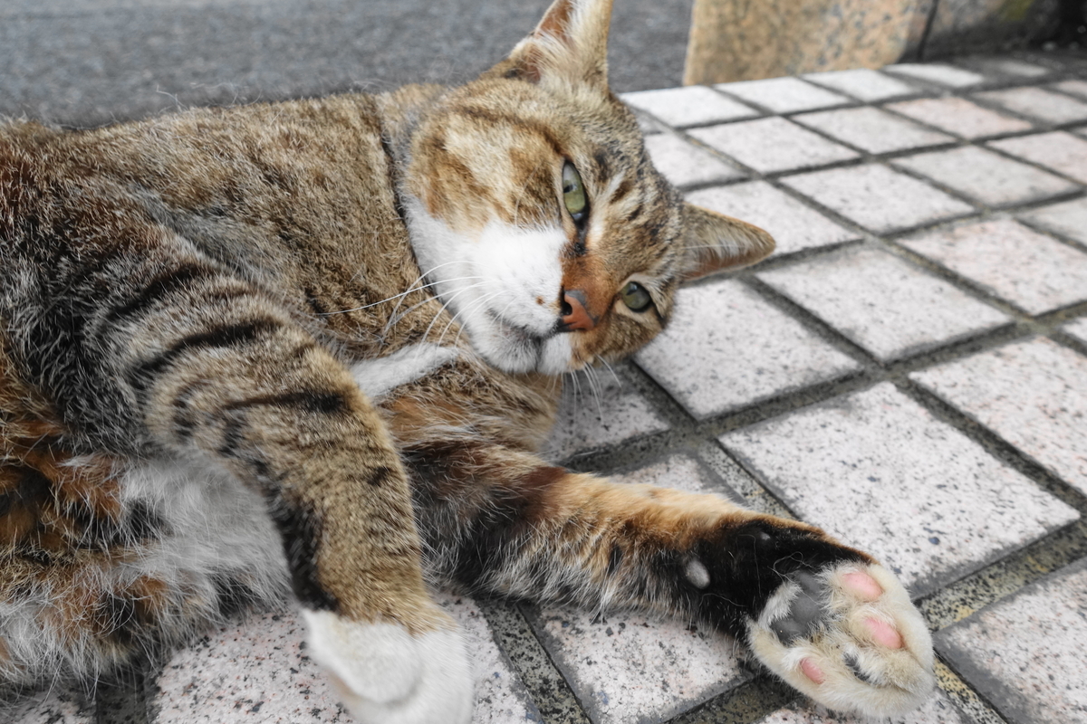 f:id:shigeo-t:20190519113125j:plain f:id:shigeo-t:20190519113125j:plain