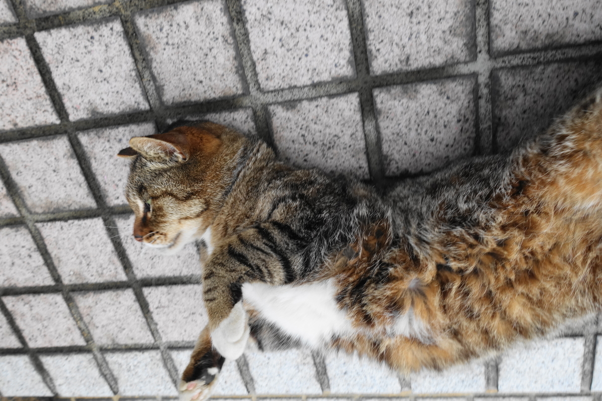 f:id:shigeo-t:20190519113147j:plain f:id:shigeo-t:20190519113147j:plain