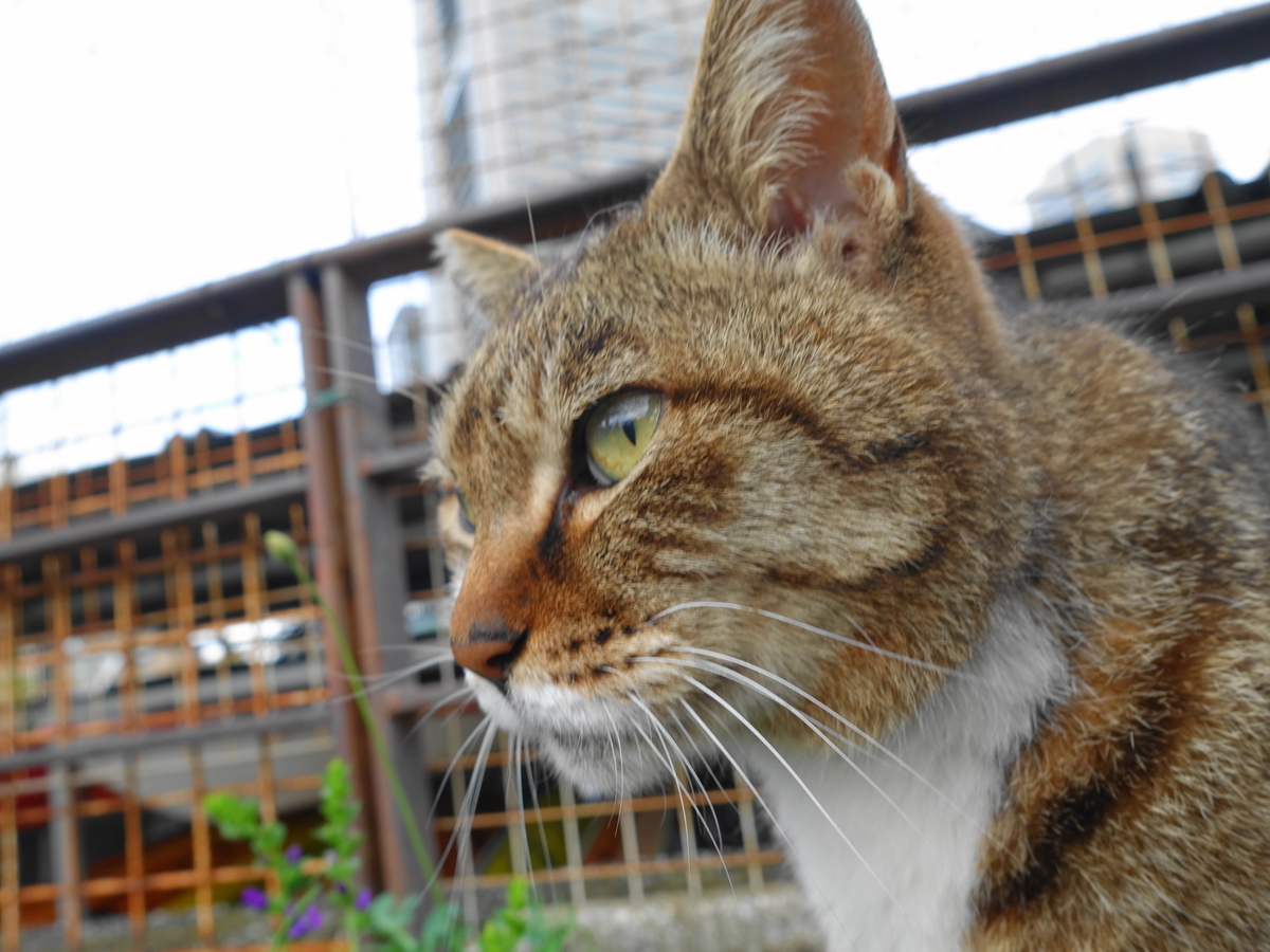 f:id:shigeo-t:20190519113328j:plain f:id:shigeo-t:20190519113328j:plain