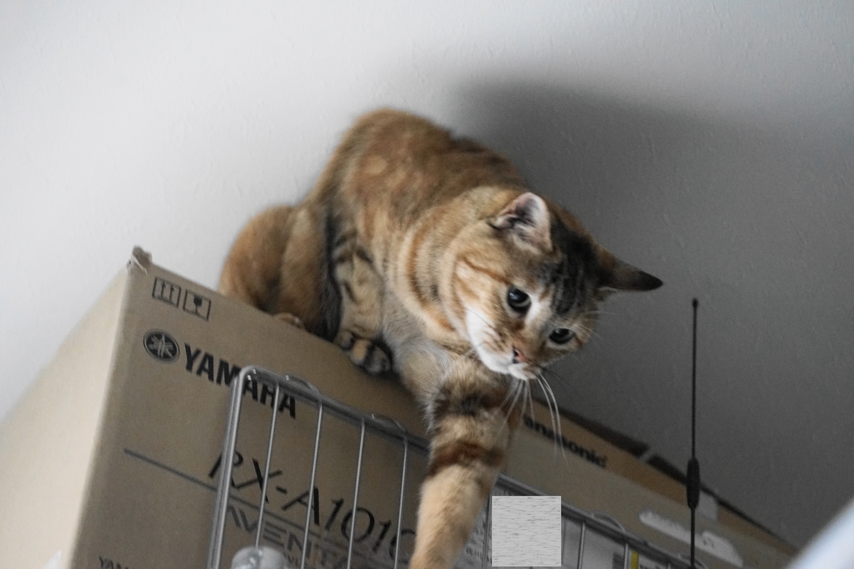f:id:shigeo-t:20190520094532j:plain