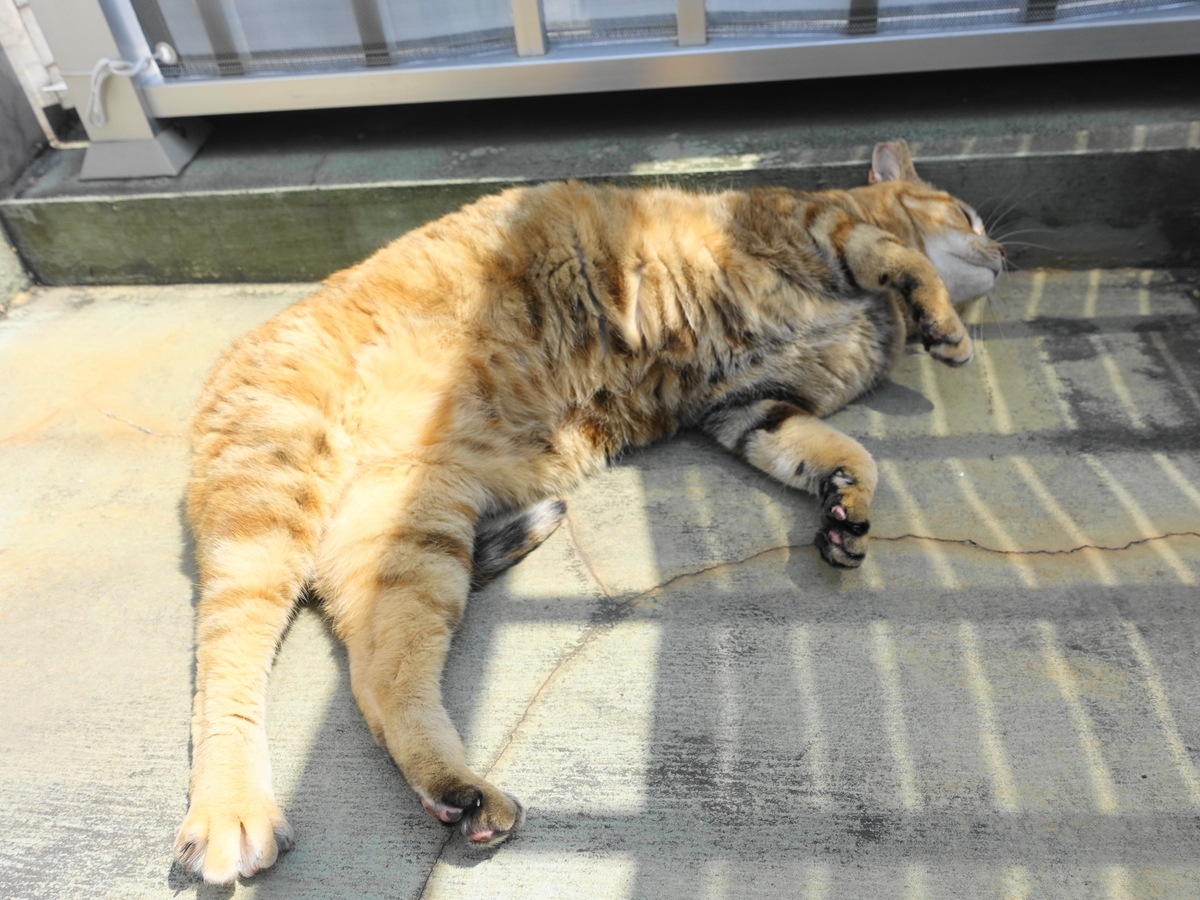 f:id:shigeo-t:20190520100240j:plain