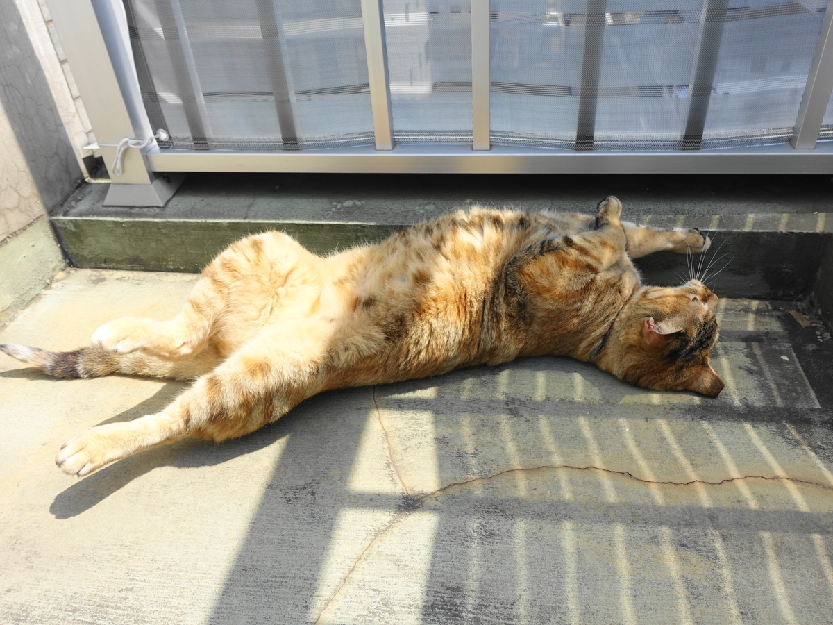 f:id:shigeo-t:20190520100253j:plain