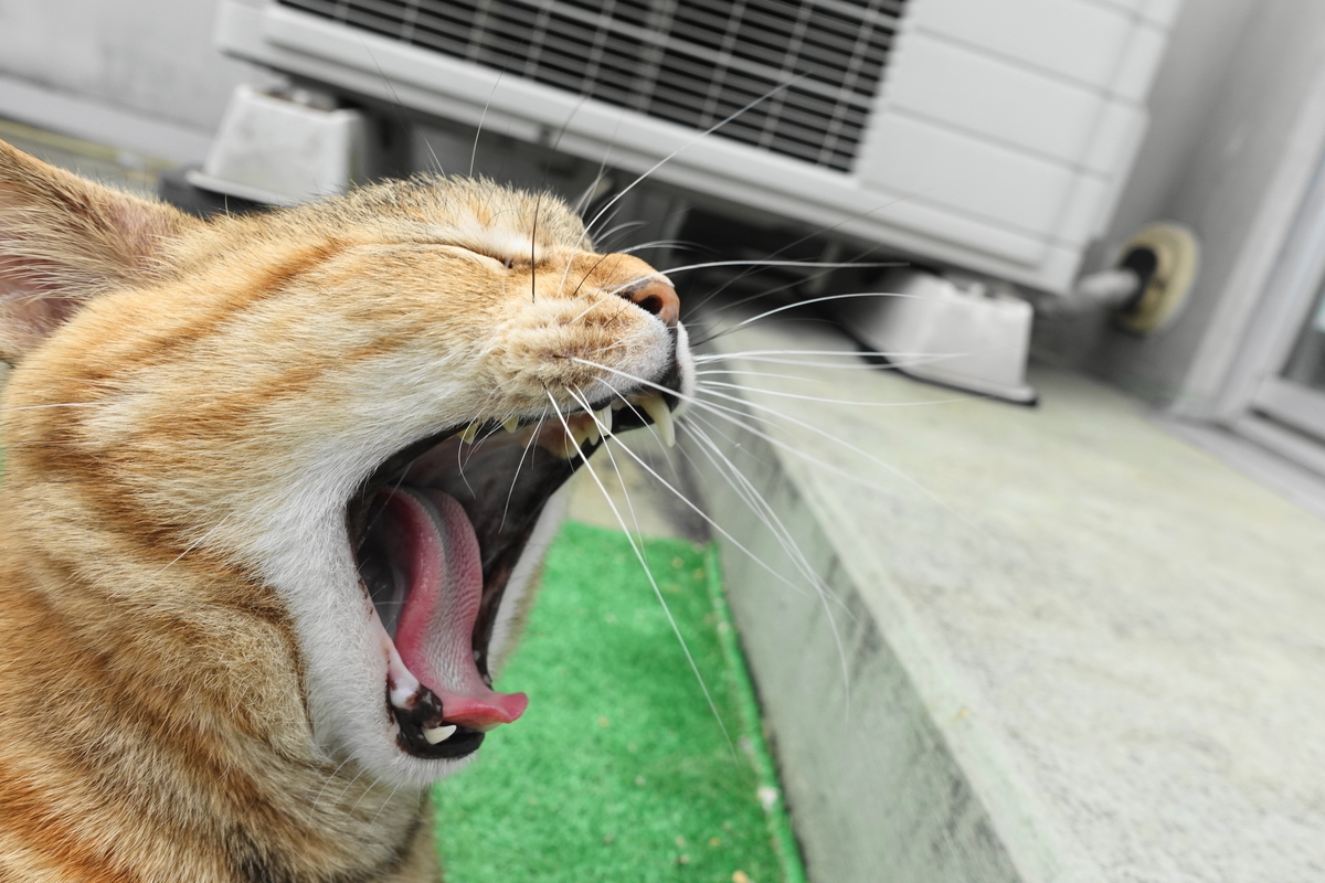 f:id:shigeo-t:20190520100436j:plain
