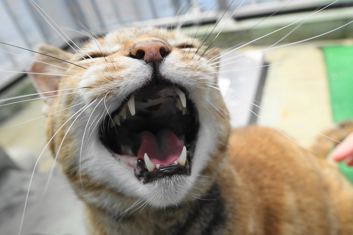 f:id:shigeo-t:20190520100827j:plain