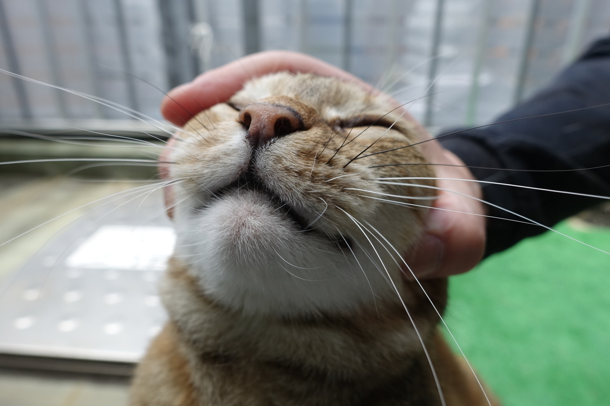 f:id:shigeo-t:20190520100909j:plain
