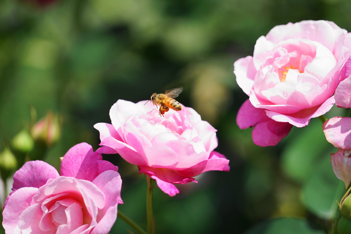 f:id:shigeo-t:20190522142145j:plain