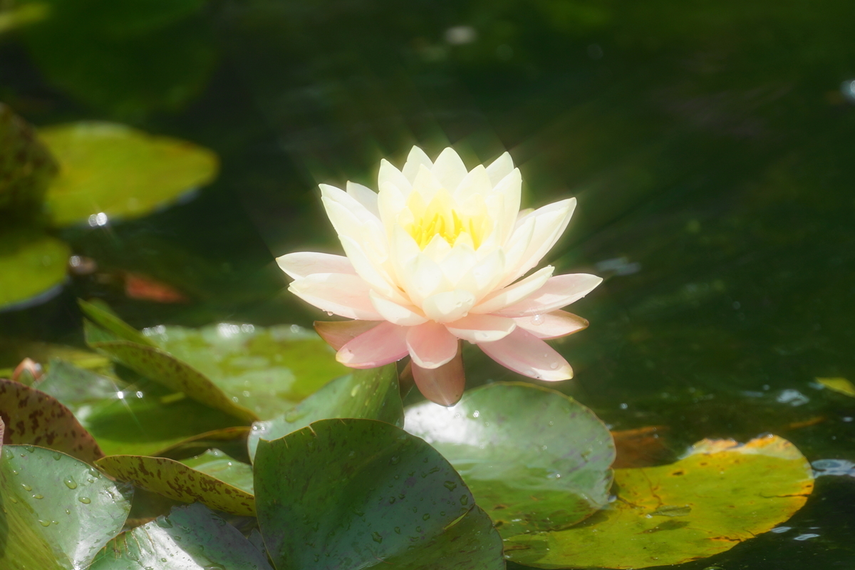 f:id:shigeo-t:20190522142657j:plain