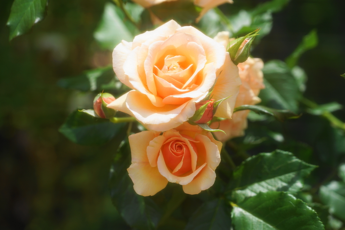 f:id:shigeo-t:20190522143203j:plain