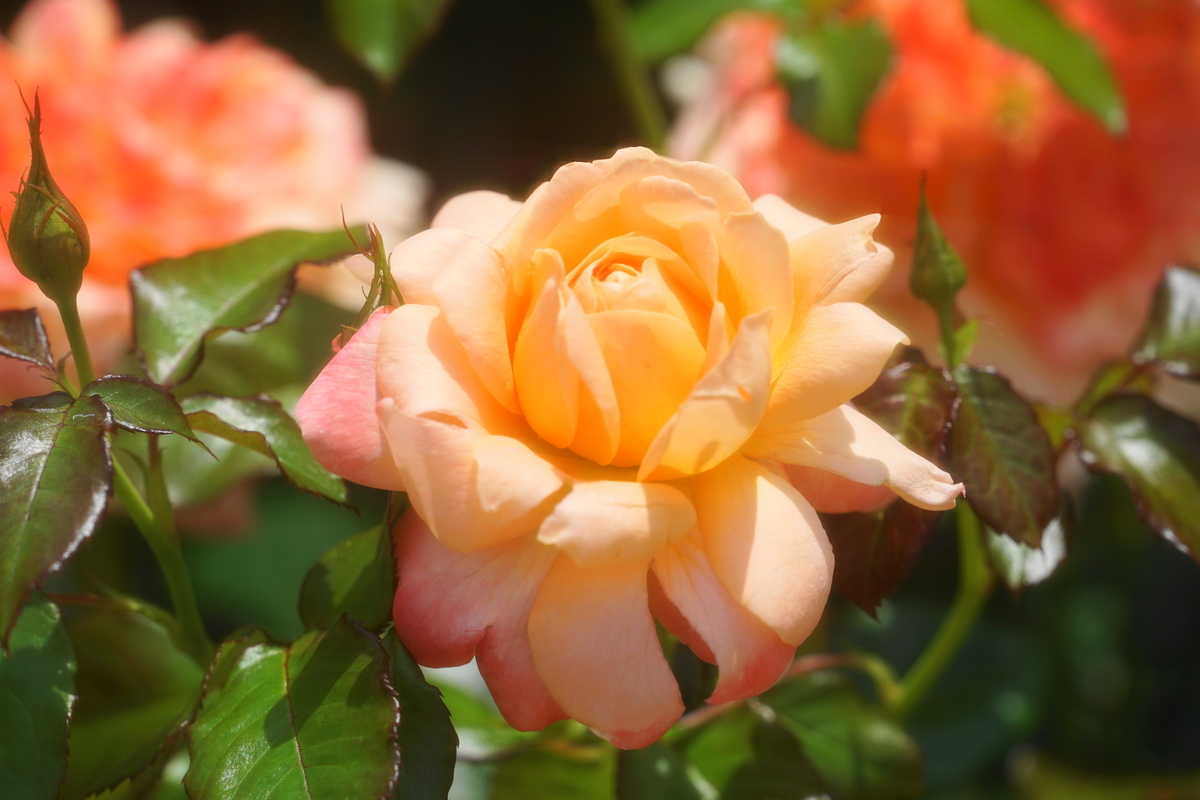 f:id:shigeo-t:20190522143230j:plain