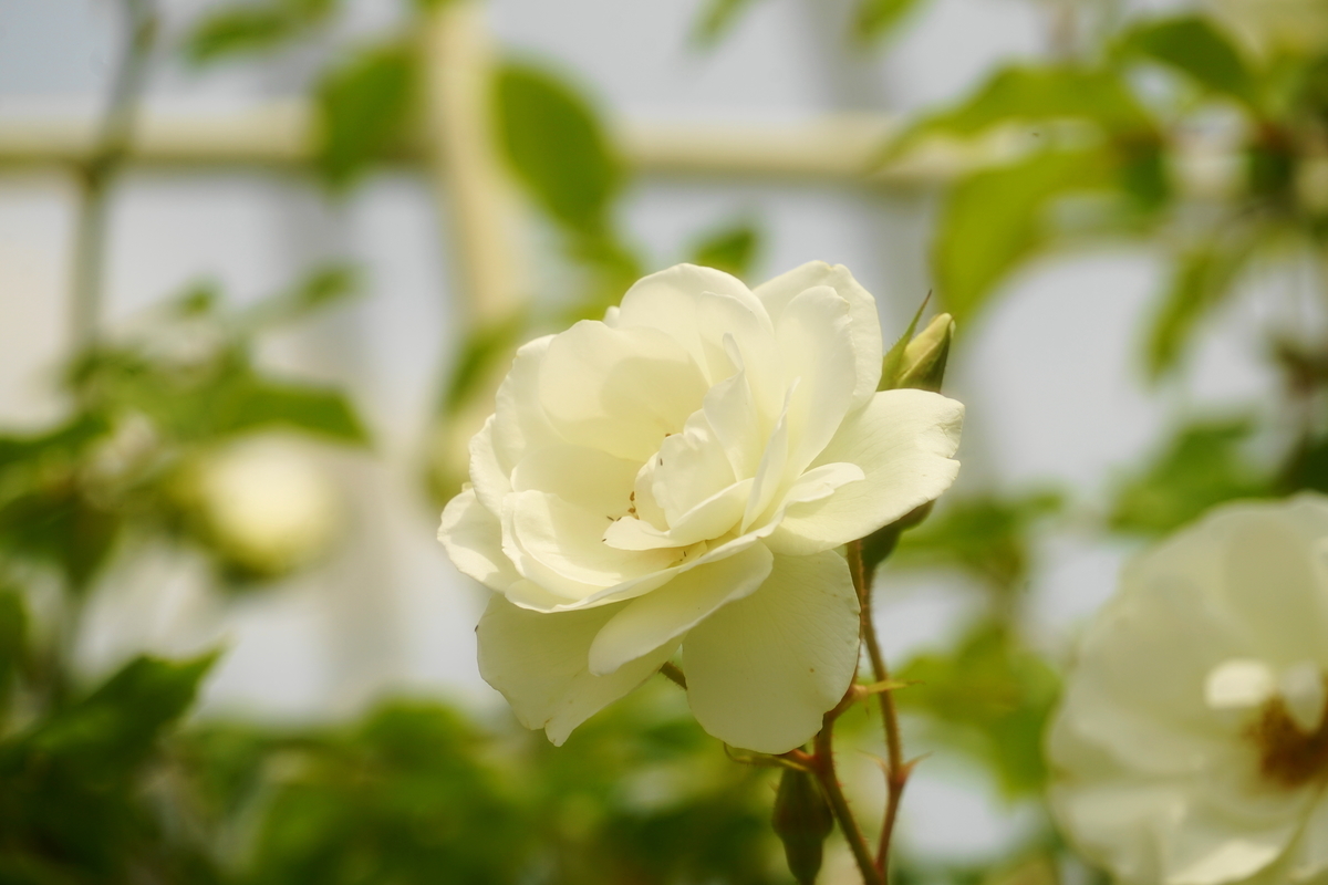 f:id:shigeo-t:20190522143456j:plain