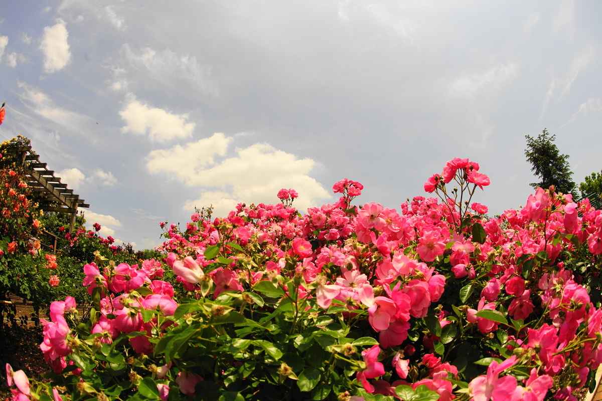 f:id:shigeo-t:20190522144725j:plain