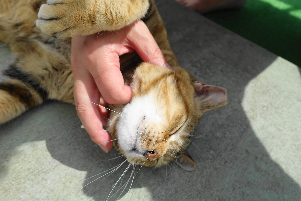 f:id:shigeo-t:20190522144929j:plain