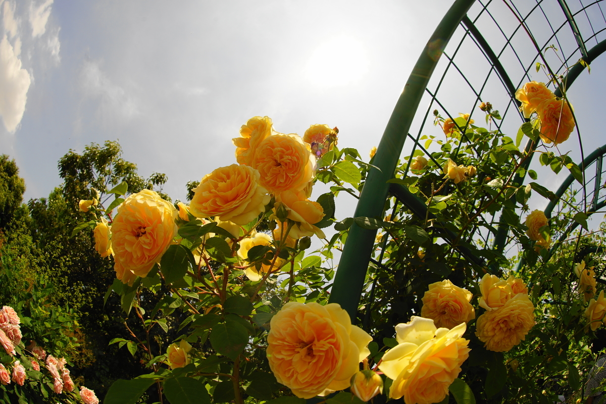 f:id:shigeo-t:20190522145115j:plain
