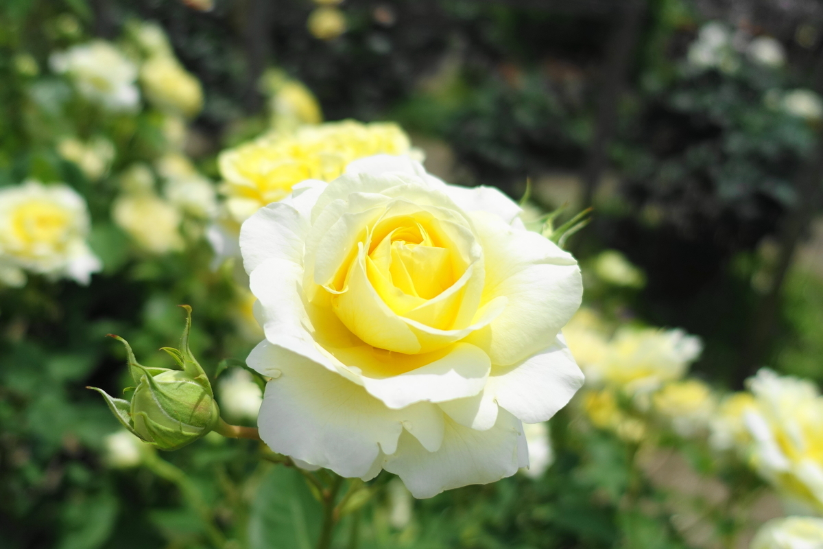 f:id:shigeo-t:20190522145729j:plain