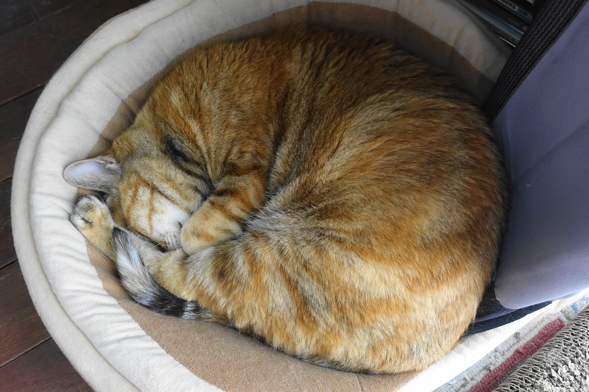 f:id:shigeo-t:20190523101748j:plain