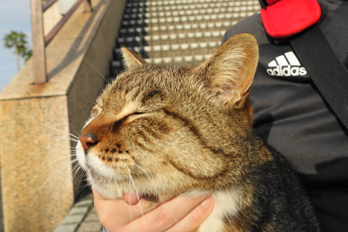 f:id:shigeo-t:20190529092430j:plain