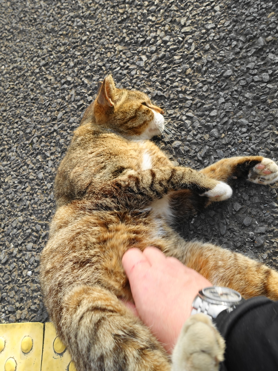 f:id:shigeo-t:20190529092722j:plain