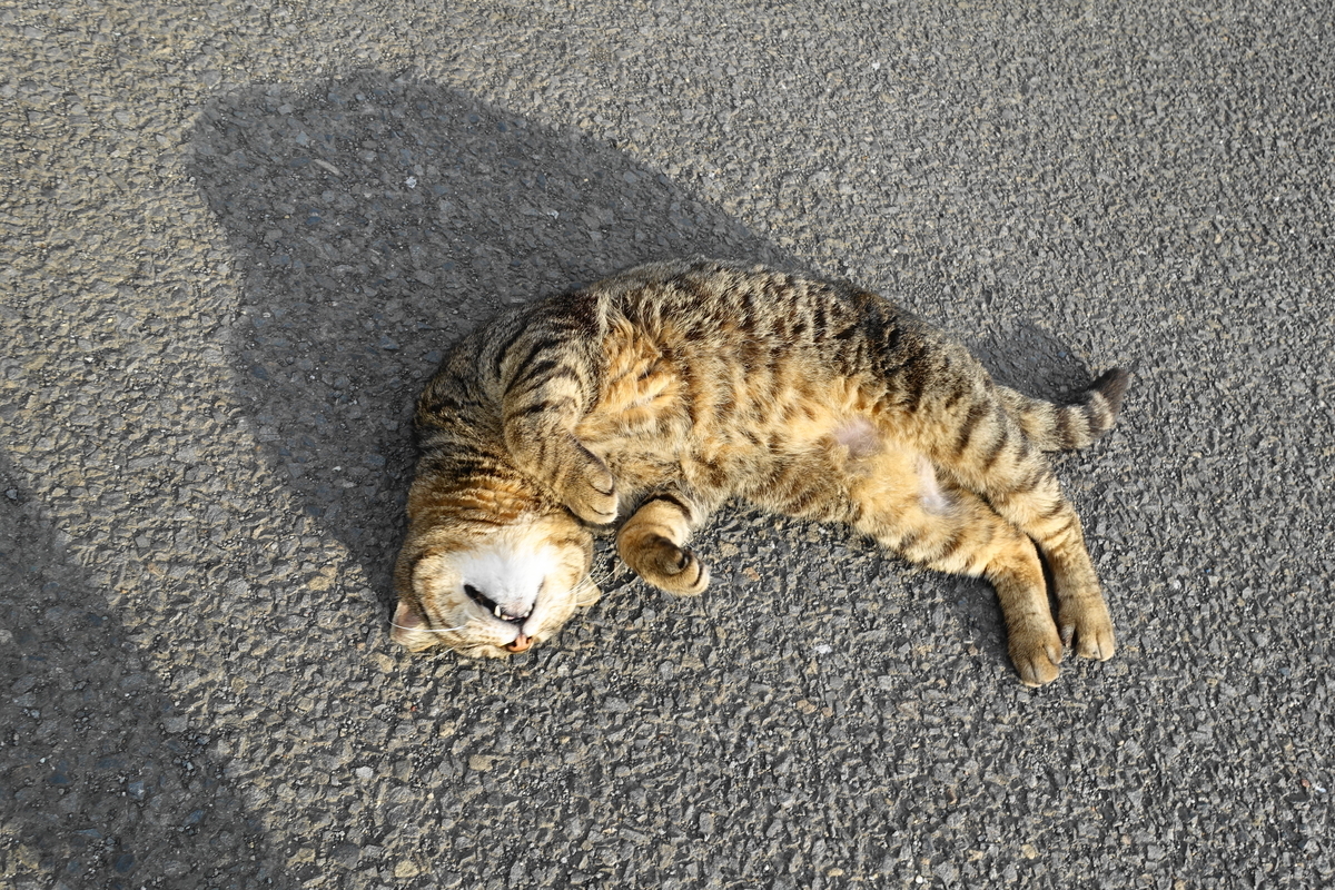f:id:shigeo-t:20190529093027j:plain