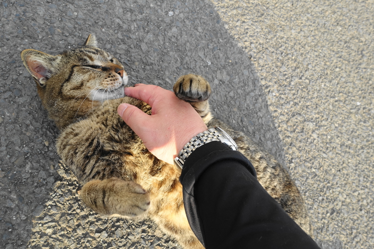 f:id:shigeo-t:20190529093050j:plain