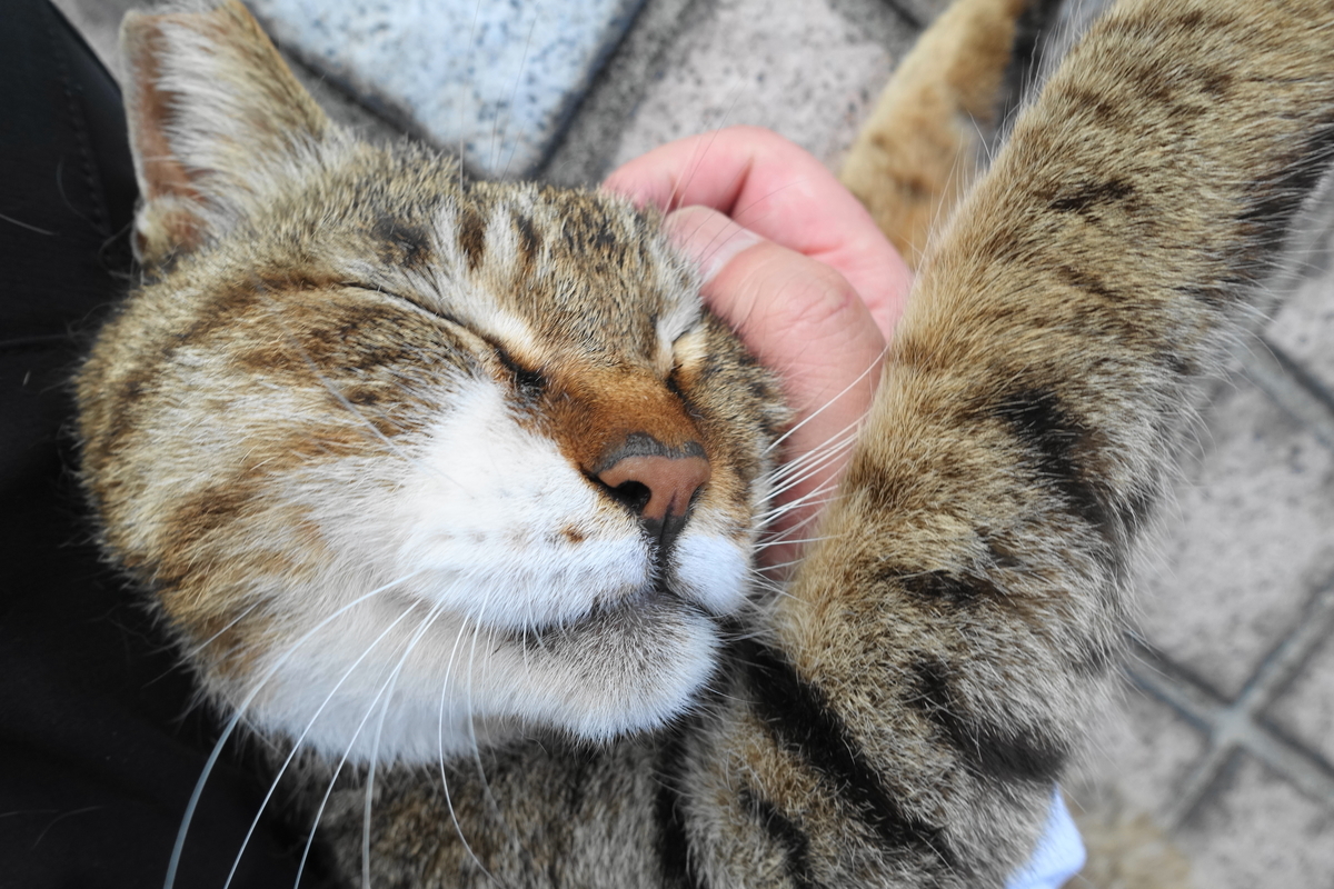 f:id:shigeo-t:20190529094942j:plain