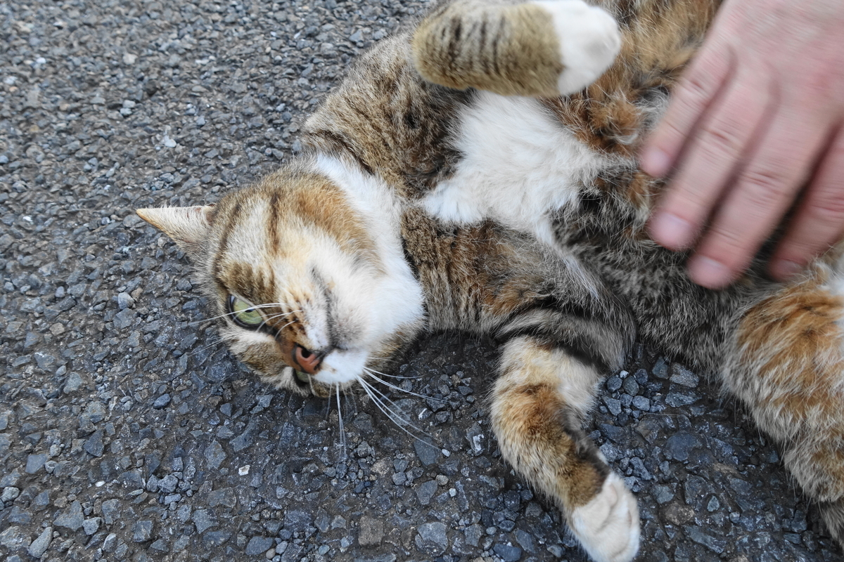 f:id:shigeo-t:20190529095013j:plain