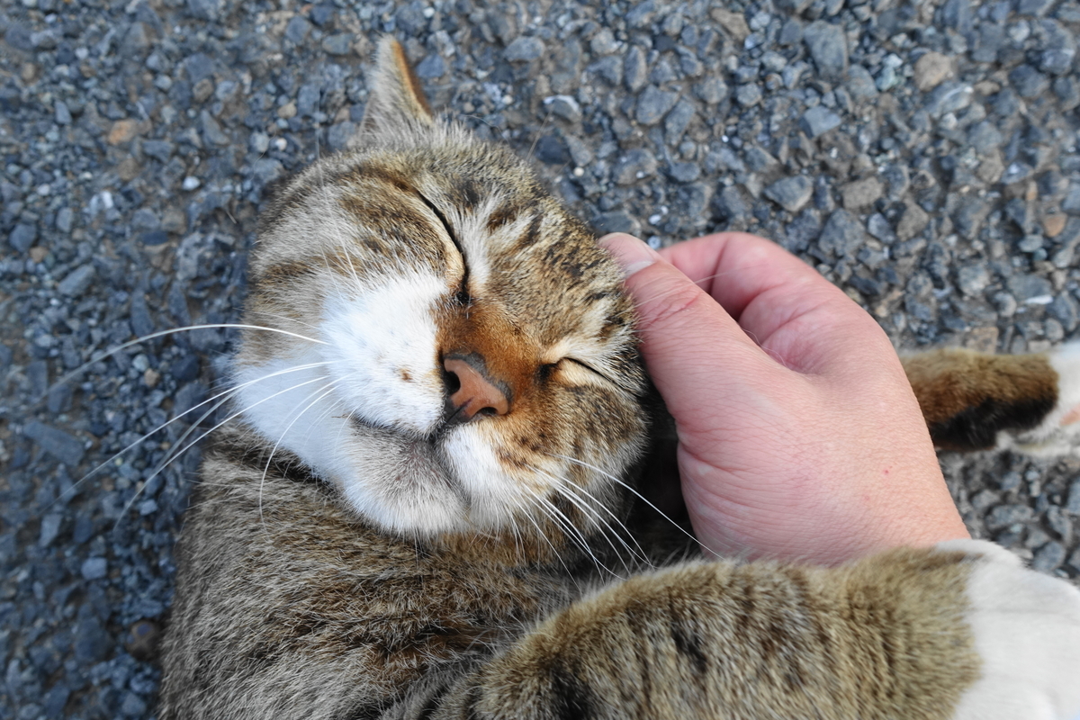 f:id:shigeo-t:20190529095036j:plain